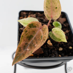 Variegated Anthurium Darth Vader '75' x Darth Vader '73' by DocBlock (wk43-U184)