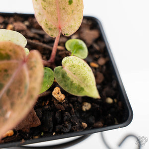 Variegated Anthurium Darth Vader '75' x Darth Vader '73' by DocBlock (wk43-U184)