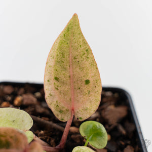 Variegated Anthurium Darth Vader '75' x Darth Vader '73' by DocBlock (wk43-U184)