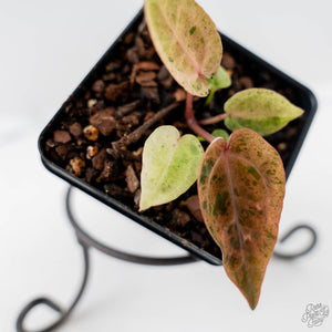 Variegated Anthurium Darth Vader '75' x Darth Vader '73' by DocBlock (wk43-U184)