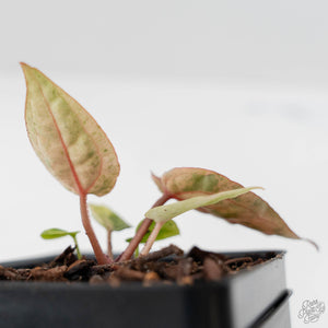 Variegated Anthurium Darth Vader '75' x Darth Vader '73' by DocBlock (wk43-U184)