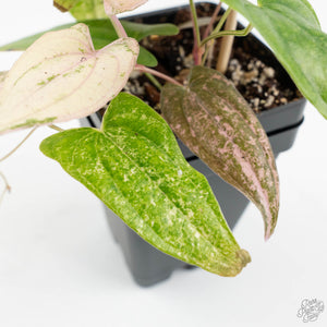 Dioscorea 'Pixel Pink' (wk18-C)