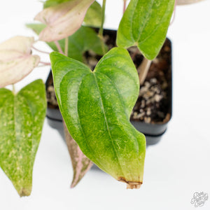 Dioscorea 'Pixel Pink' (wk18-C)