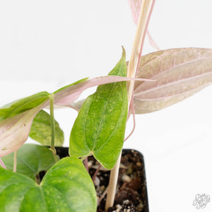 Dioscorea 'Pixel Pink' (wk18-C)