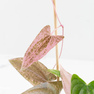 Dioscorea 'Pixel Pink' (wk18-C)