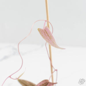Dioscorea 'Pixel Pink' (wk18-C)