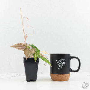 Dioscorea 'Pixel Pink' (wk18-C)