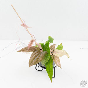 Dioscorea 'Pixel Pink' (wk18-C)