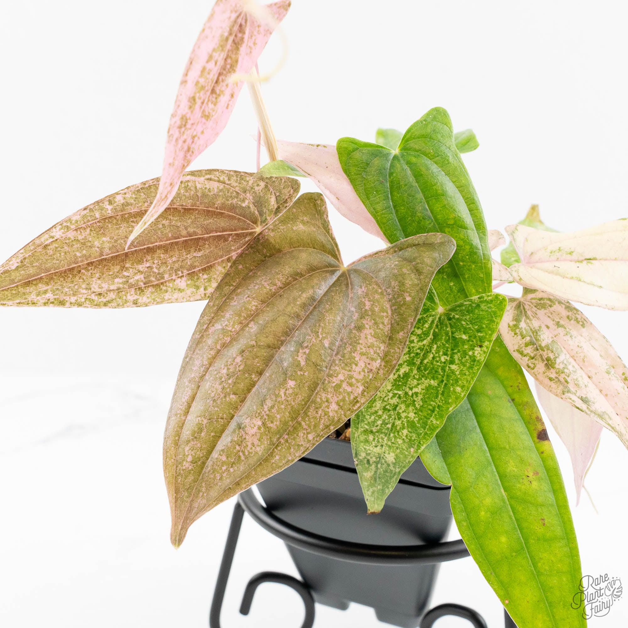 Dioscorea 'Pixel Pink' (wk18-C) – Rare Plant Fairy