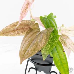 Dioscorea 'Pixel Pink' (wk18-C)