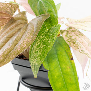 Dioscorea 'Pixel Pink' (wk18-C)