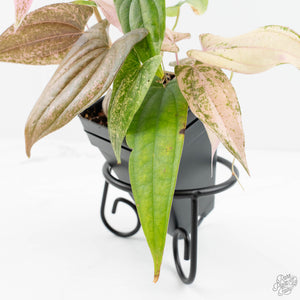 Dioscorea 'Pixel Pink' (wk18-C)