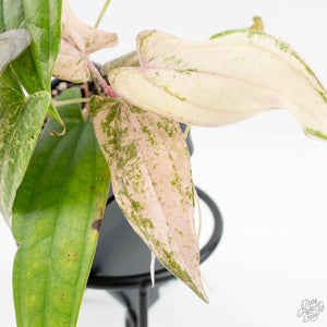Dioscorea 'Pixel Pink' (wk18-C)