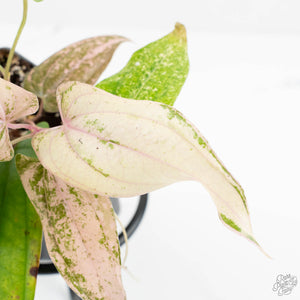 Dioscorea 'Pixel Pink' (wk18-C)