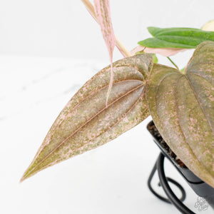 Dioscorea 'Pixel Pink' (wk18-C)