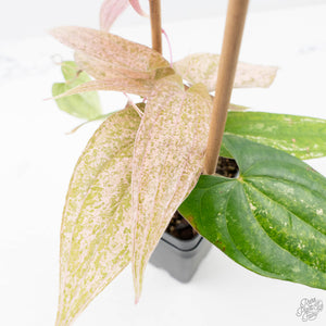 Dioscorea 'Pixel Pink' (wk21-C)