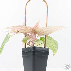 Dioscorea 'Pixel Pink' (wk21-C)