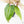 Dioscorea 'Pixel Pink' (wk21-C)
