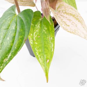 Dioscorea 'Pixel Pink' (wk21-C)