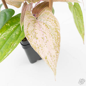 Dioscorea 'Pixel Pink' (wk21-C)
