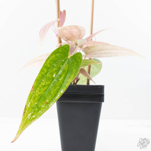 Dioscorea 'Pixel Pink' (wk21-C)
