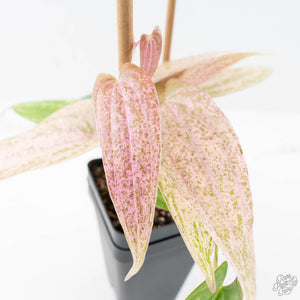 Dioscorea 'Pixel Pink' (wk21-C)