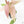Dioscorea 'Pixel Pink' (wk21-C)