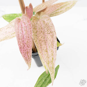 Dioscorea 'Pixel Pink' (wk21-C)