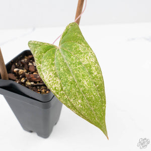 Dioscorea 'Pixel Pink' (wk22-F)