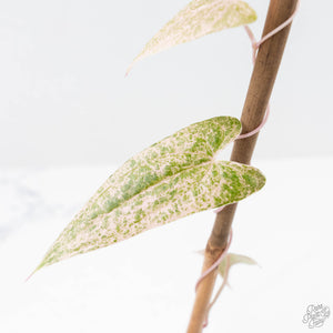 Dioscorea 'Pixel Pink' (wk22-F)