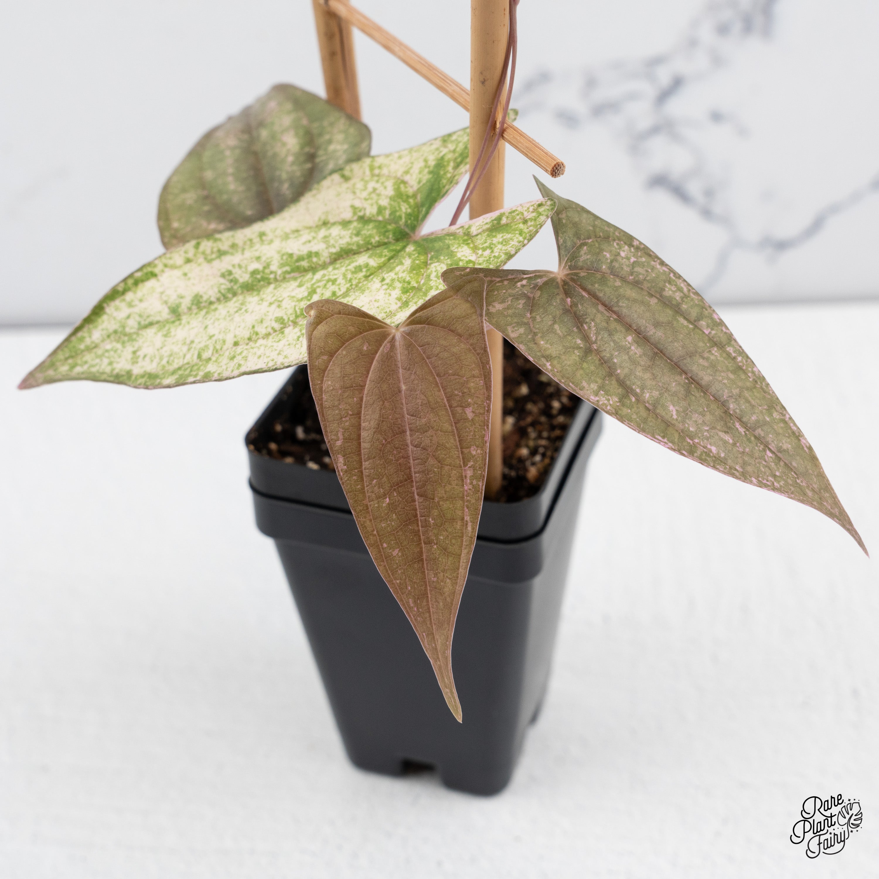 plant plant ピアス Daisy Earrings | plant-plant