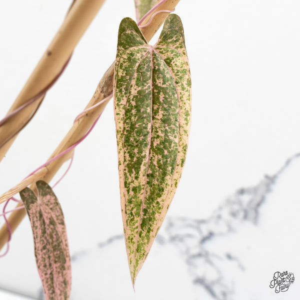 Dioscorea 'Pixel Pink' (wk47-F)