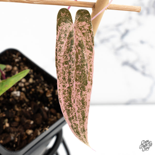 Dioscorea 'Pixel Pink' (wk47-F)