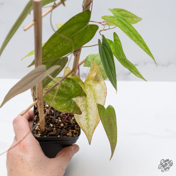 Dioscorea 'Pixel Pink' (wk49-G)