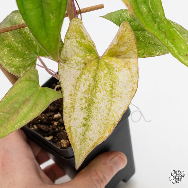 Dioscorea 'Pixel Pink' (wk49-G)