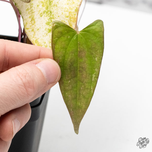 Dioscorea 'Pixel Pink' (wk49-G)