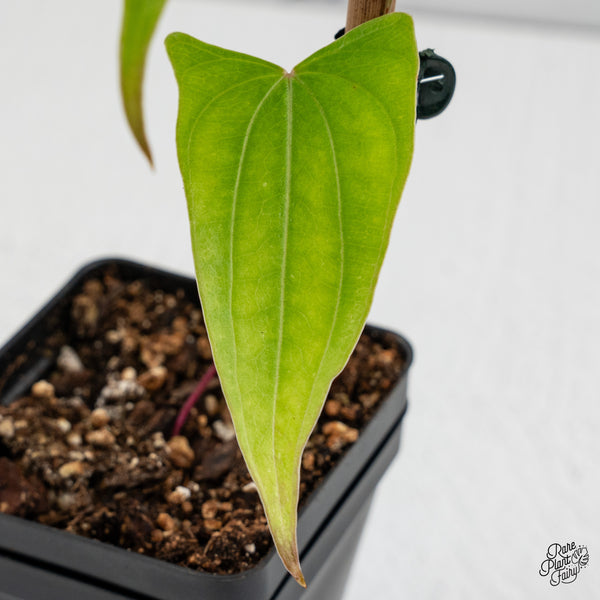 Dioscorea 'Pixel Pink' (wk50-I)