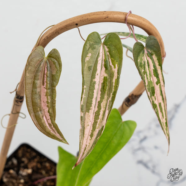 Dioscorea 'Pixel Pink' (wk50-I)