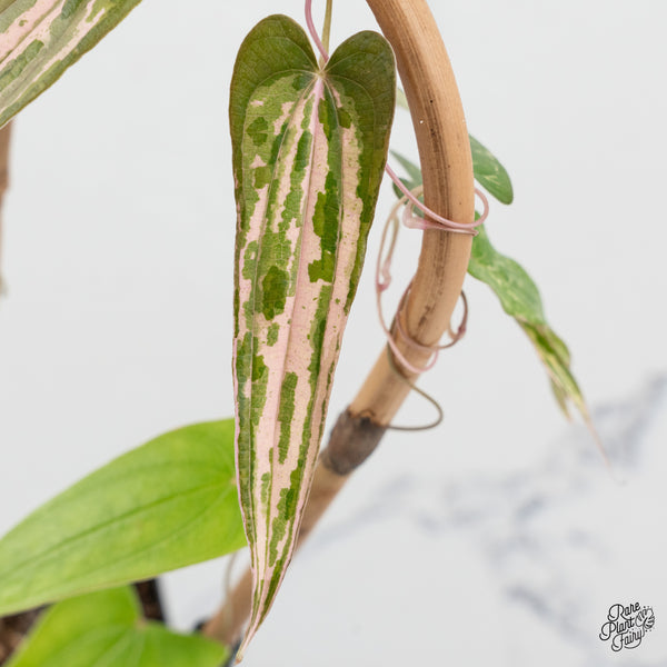 Dioscorea 'Pixel Pink' (wk50-I)