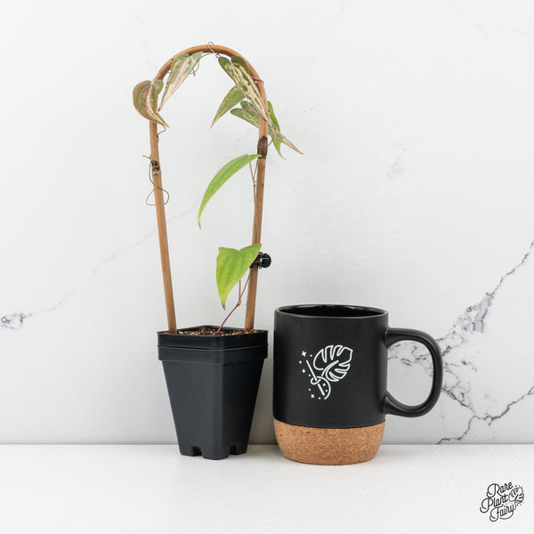 Dioscorea 'Pixel Pink' (wk50-I)