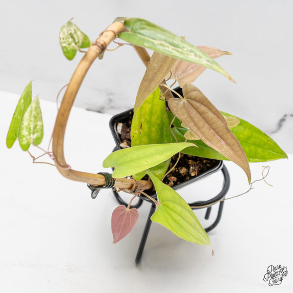 Dioscorea 'Pixel Pink' (wk51-H)