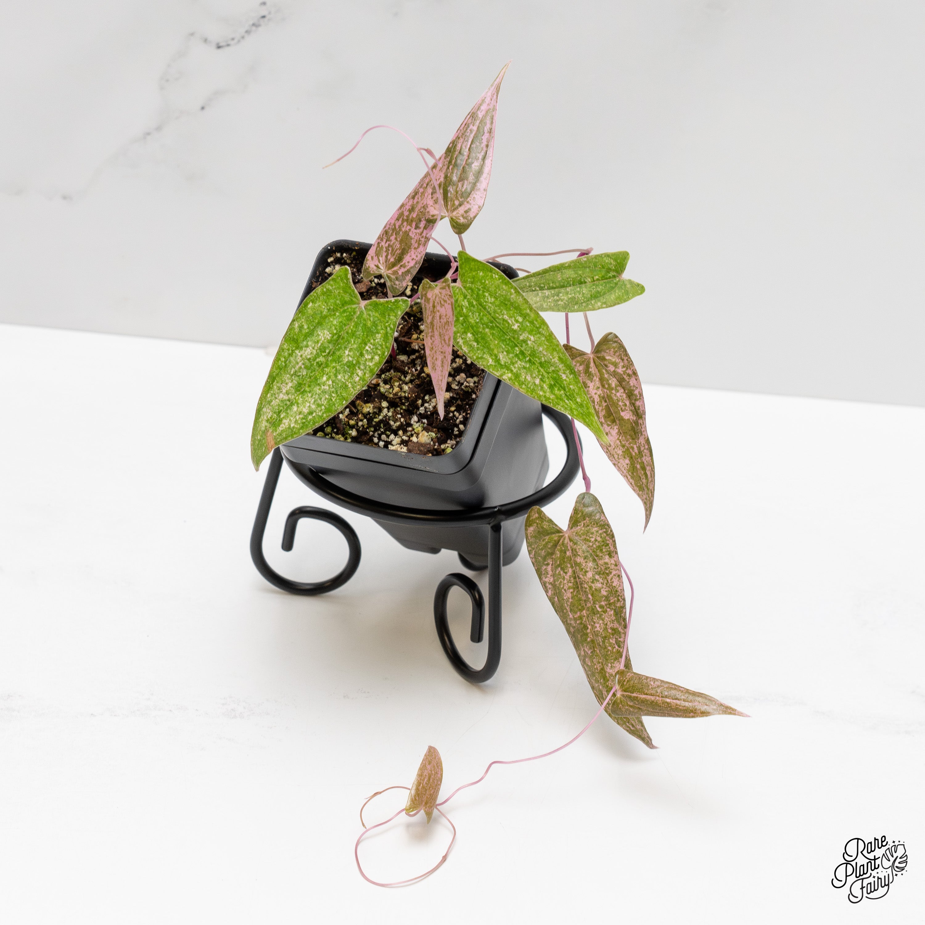 Dioscorea 'Pixel Pink' (wk52-S) – Rare Plant Fairy