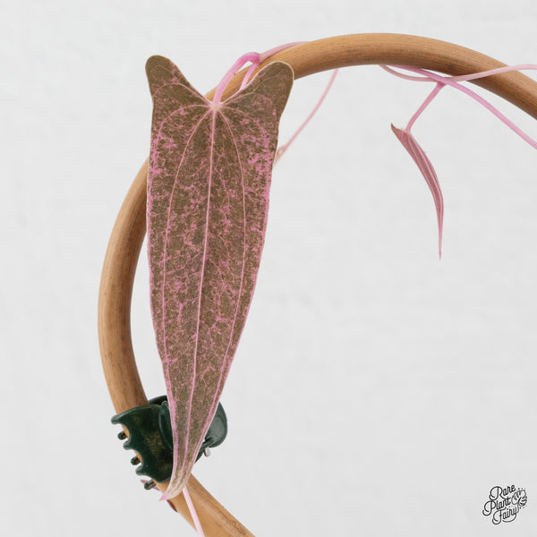 Dioscorea 'Pixel Pink' (wk4-I)