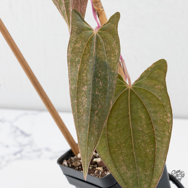 Dioscorea 'Pixel Pink' (wk4-I)