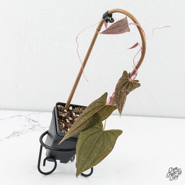 Dioscorea 'Pixel Pink' (wk4-I)