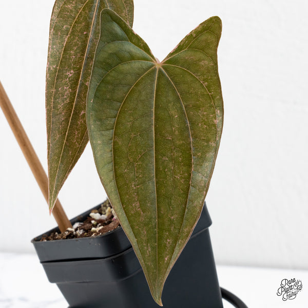 Dioscorea 'Pixel Pink' (wk4-I)