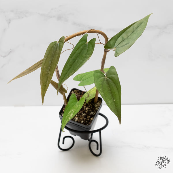 Dioscorea 'Pixel Pink' (wk5-H)