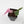 Dioscorea 'Satun Pink' (wk44-L416)