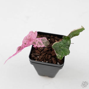 Dioscorea 'Satun Pink' (wk44-L416)