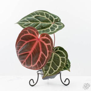 Anthurium Crystal Red '12' x Zara '14' by DocBlock® (wk21-L)